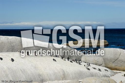 Brillenpinguin (148 von 148).jpg